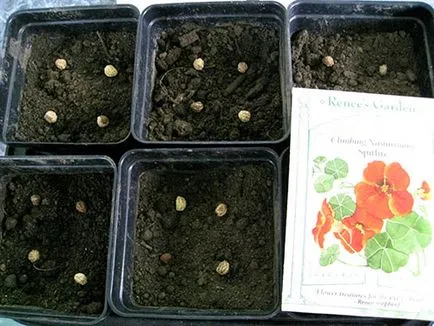 Cultivarea condurul soiuri diferite pentru gradina, video