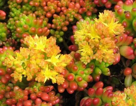 Cultivarea stonecrop (70 poze) plantare, sămânță, îngrijire, descriere, aplicație Cultivarea stonecrop (70 poze) plantare, sămânță, îngrijire, descriere, aplicație