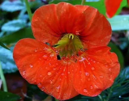 Cultivarea Nasturtium (50 poze) din semințe, atunci când pentru a planta, ondulat, condiții, îngrijire, răsadurilor, video