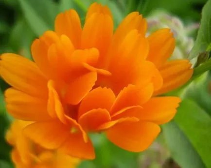 Cultivarea Nasturtium (50 poze) din semințe, atunci când pentru a planta, ondulat, condiții, îngrijire, răsadurilor, video