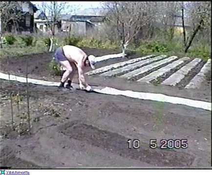 căpșuni Cultivarea 1