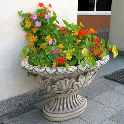 Cultivarea Nasturtium (50 poze) din semințe, atunci când pentru a planta, ondulat, condiții, îngrijire, răsadurilor, video