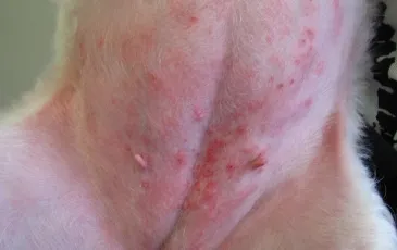 Câinele este alergic la toate