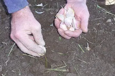 Cum de a planta usturoi
