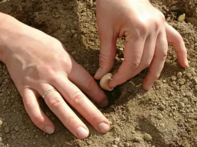Cum de a planta usturoi
