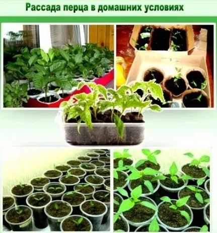 Cum să crească răsaduri puternice Cum să crească răsaduri puternice