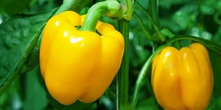 Cum să crească răsaduri puternice Cum să crească răsaduri puternice