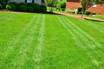 Cum de a planta iarba de gazon