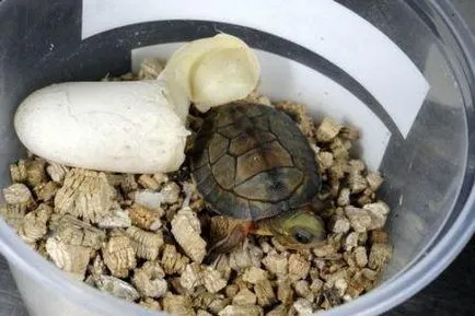 Cum să se înmulțească glisoare roșii urecheat