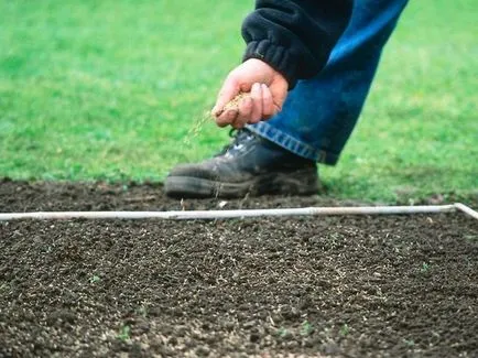 Cum de a planta iarba de gazon