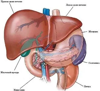 organele interne umane - amplasarea dreapta și stânga (organisme) organele interne umane - locația dreapta și stânga