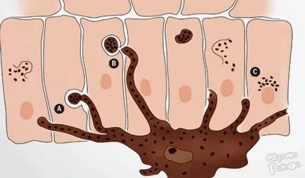 Ce alimente conțin melanină melanină în alimente (alimente) Ce alimente conțin melanină melanină în produsele alimentare