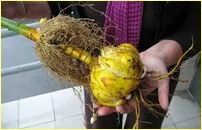 Toate secretele nuferi de transplant de toamnă (arbori și arbuști) Toate secretele de crini de transplant in toamna