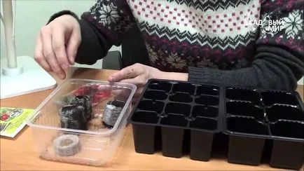 Totul despre cultivarea de răsaduri de tomate în casă Totul despre cultivarea de răsaduri de tomate în casă
