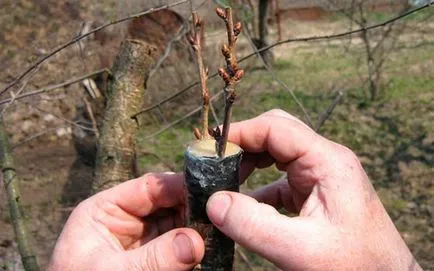 Toate subtilitățile de altoire pere pe pere și cel mai bun timp pentru ea - Secretele grădinari (fotografii) Toate subtilitățile de altoire pere pe pere și timpul optim pentru ea - secretele de grădinărit