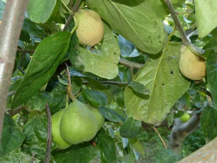 Toate nuanțele de pere grefare