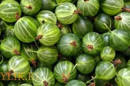 tinctura Berry la alcool sau vodca la rețete de acasă (alcool) tinctura Berry la alcool sau vodca în condiții de acasă rețete
