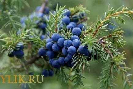 tinctura Berry la alcool sau vodca la retete de casa (boabe) tinctura Berry la alcool sau vodca în condiții de acasă rețete