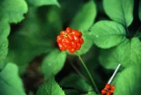 De ce să se folosească acid ascorbic în îngrijirea părului