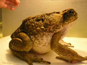 Toad în casă - regulile de hrănire și