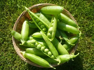 mazăre verde, conserve de câteva sfaturi și rețete țaglă acasă