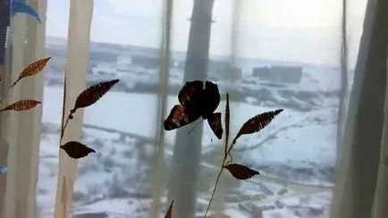 fluturi tropicale vii acasă de capturare și de reproducere, conțin, trata, ca