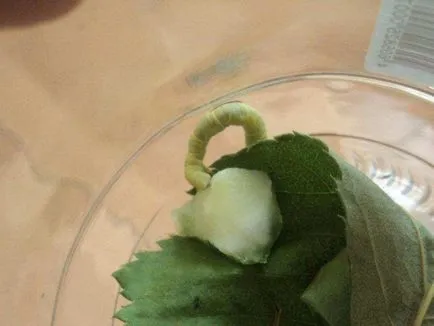 fluturi tropicale vii acasă de capturare și de reproducere, conțin, trata, ca