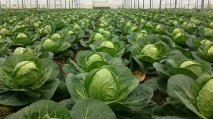 Agrotehnika usturoi în creștere