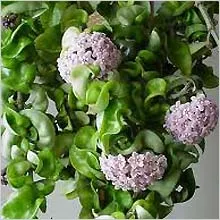 Hoya le floare