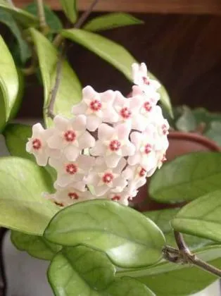 Hoya le floare