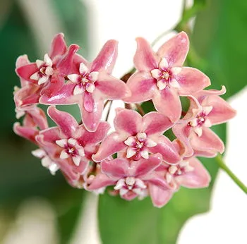Hoya le floare