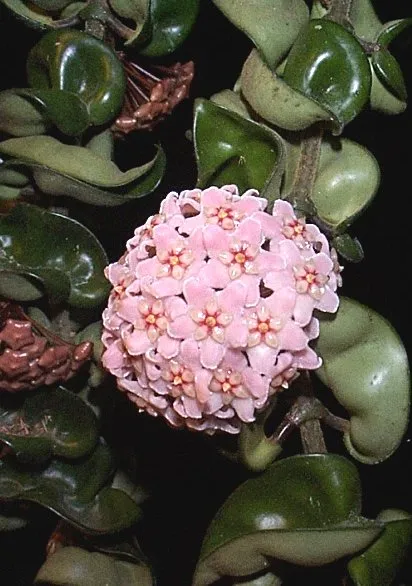 Hoya le floare