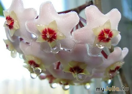 Hoya le floare