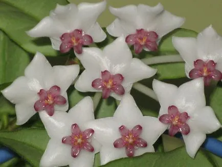 Hoya le floare
