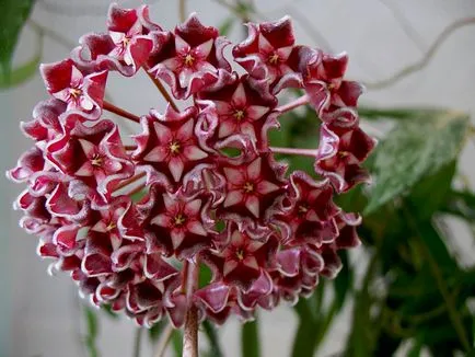 Hoya le floare