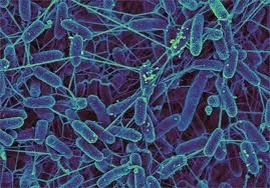 Cum de a identifica boli infecțioase Cum de a identifica boli infecțioase
