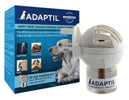 Ce ar trebui să fac în cazul în care whines puppy Ce ar trebui să fac în cazul în care whines puppy