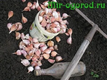 Agrotehnika usturoi în creștere