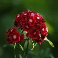 Solanum de îngrijire la domiciliu Solanum de îngrijire la domiciliu