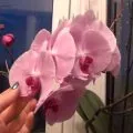 Solanum de îngrijire la domiciliu Solanum de îngrijire la domiciliu