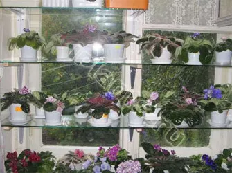Cum de a stabili florile
