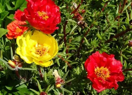 Cum de a planta purslane