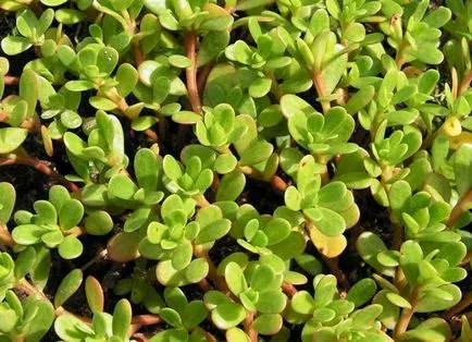 Cum de a planta purslane