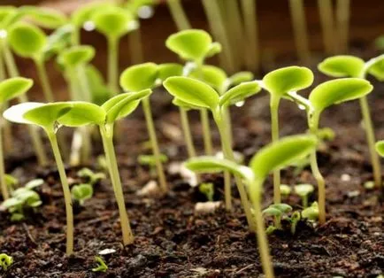Cum de a planta purslane