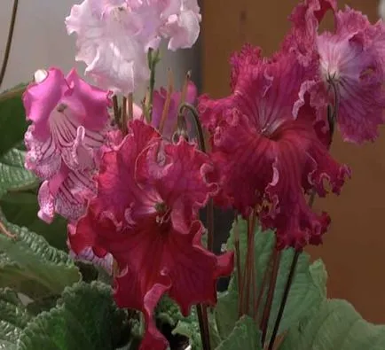 Solanum de îngrijire la domiciliu Solanum de îngrijire la domiciliu