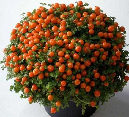 Solanum de îngrijire la domiciliu Solanum de îngrijire la domiciliu