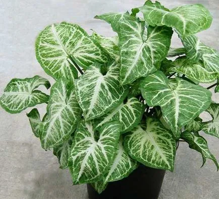 Solanum de îngrijire la domiciliu Solanum de îngrijire la domiciliu