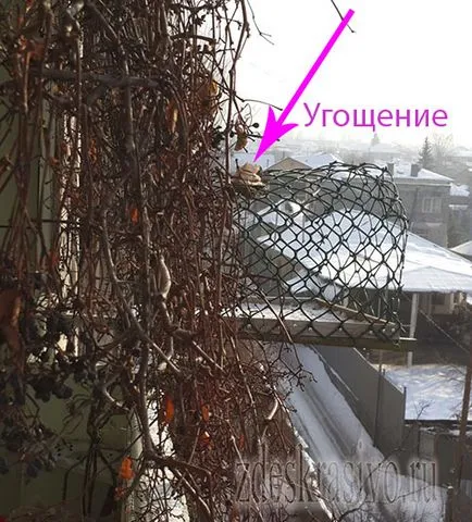 Efectuarea fermelor de păsări cu propriile lor mâini Efectuarea fermelor de păsări cu propriile lor mâini