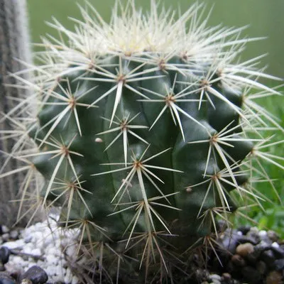 Cum să aibă grijă de cactusi acasă Cum să aibă grijă de cactusi acasă