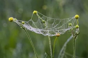 Cum de a scăpa de pânzele de păianjen